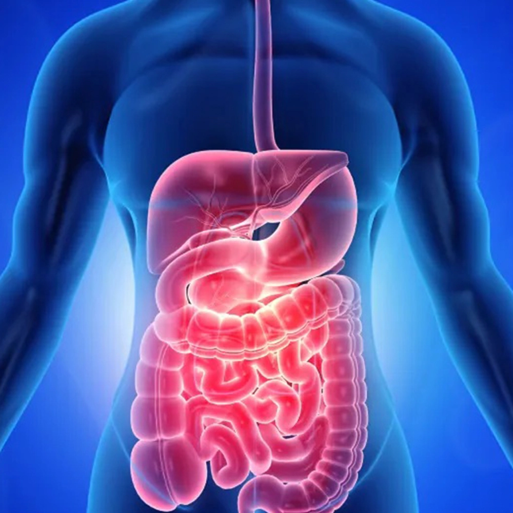 gut-liver